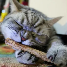 Catnip Teeth-Cleaning Snack Sticks
