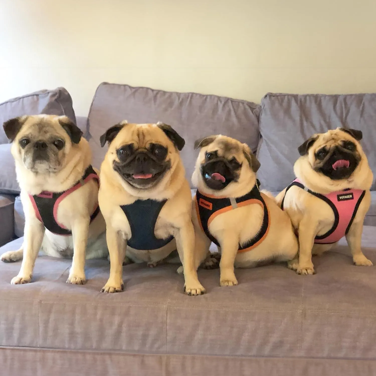 Voyager Step-In Air Dog Harness - All Weather Mesh, Reflective, No Pull Harness for Small, Medium Dogs, Cats - Secure with Hook & Loop Fastener, Buckle, Double D-Rings - Blue/Black Trim, L